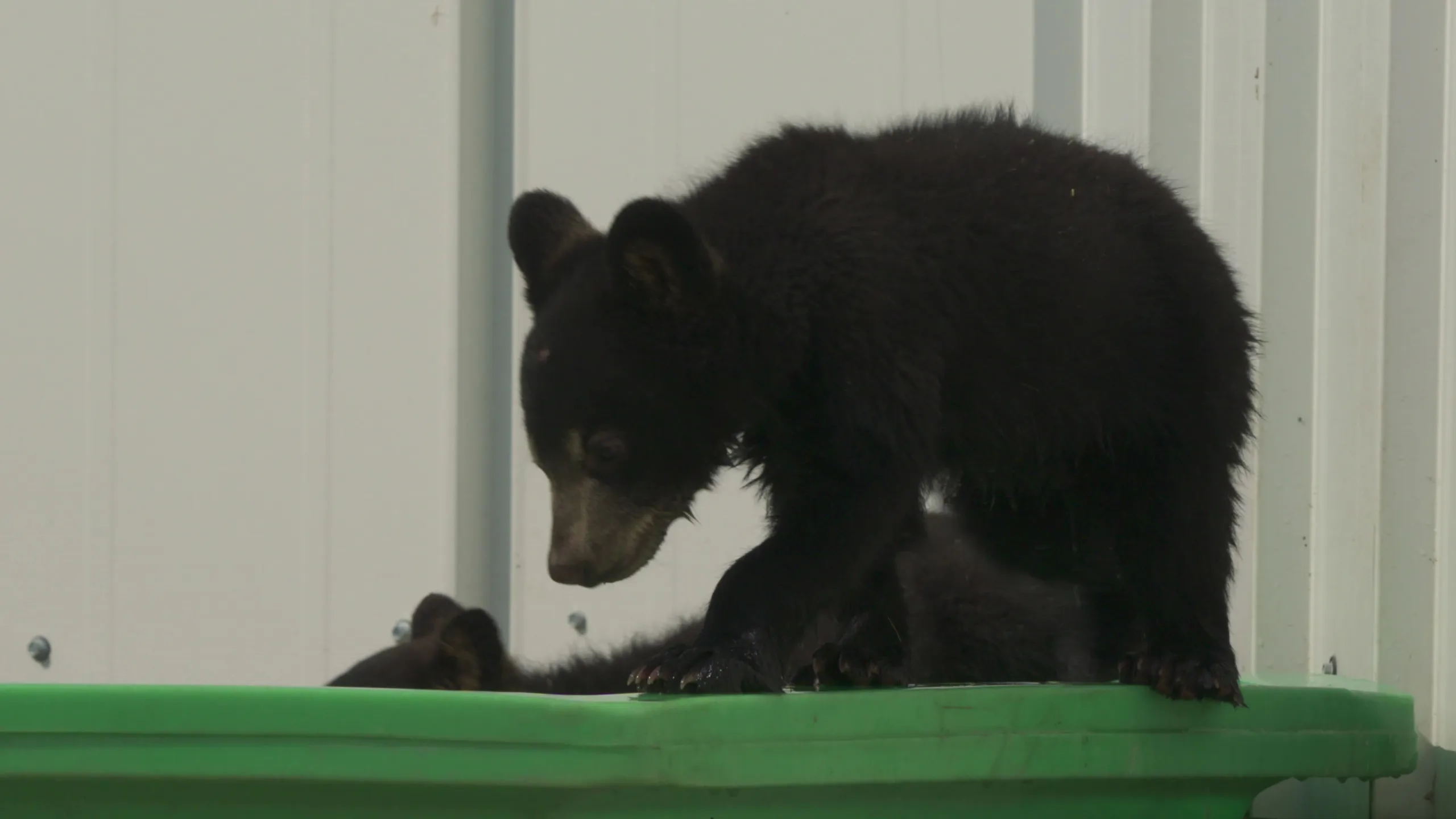 thumbnail - S1:E3 Becoming a Bear