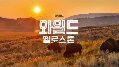 와일드 옐로스톤