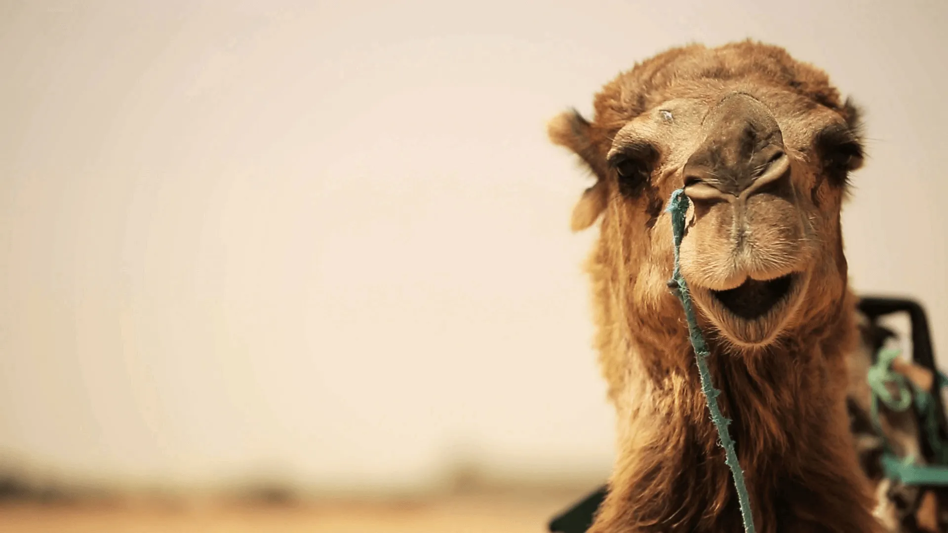 thumbnail - S1:E1 Africa