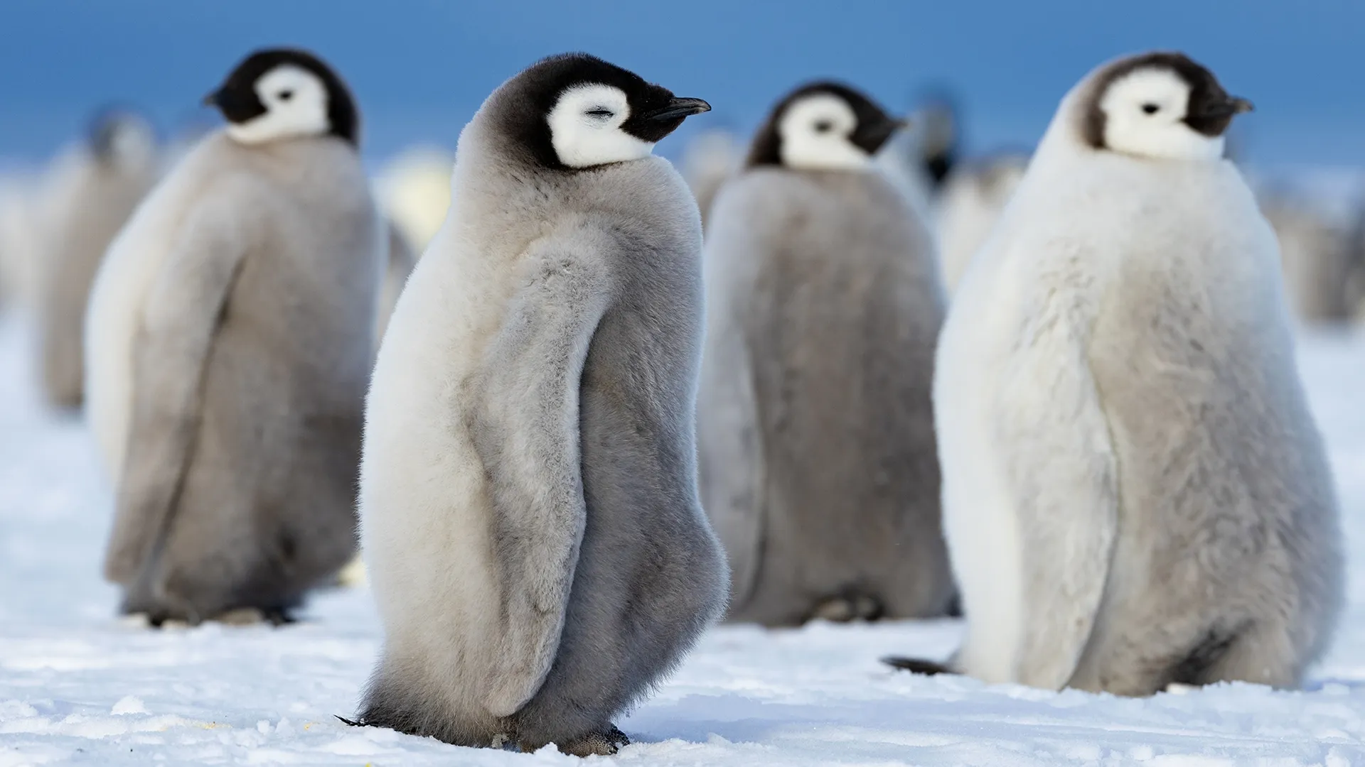 Secrets of the Penguins