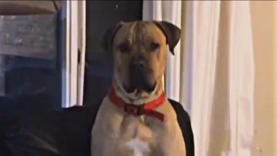 thumbnail - S2:E1 Raiders of the Lost Bark