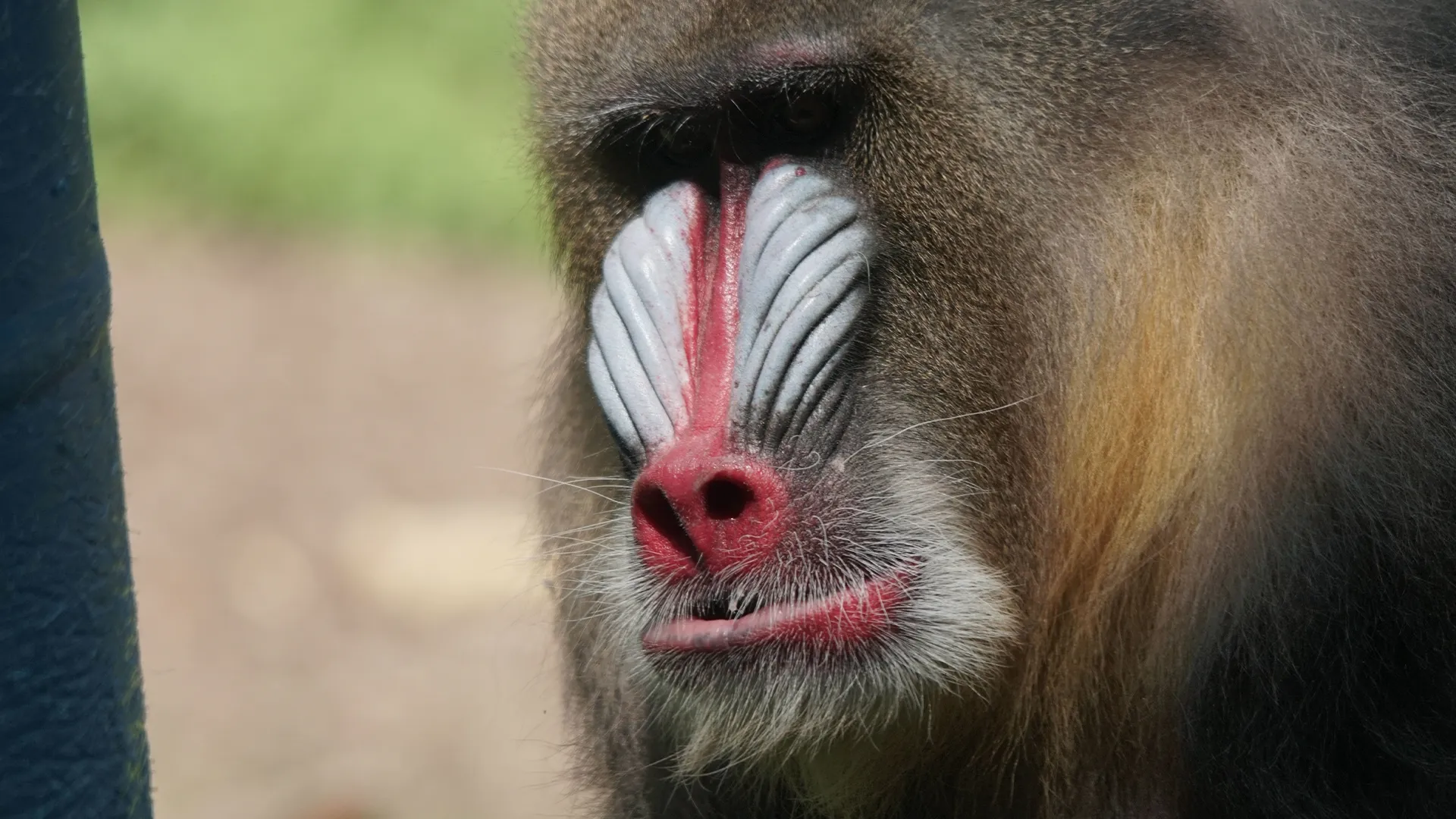 thumbnail - S3:E8 Mandrill of the House
