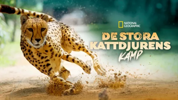 thumbnail - De stora kattdjurens kamp