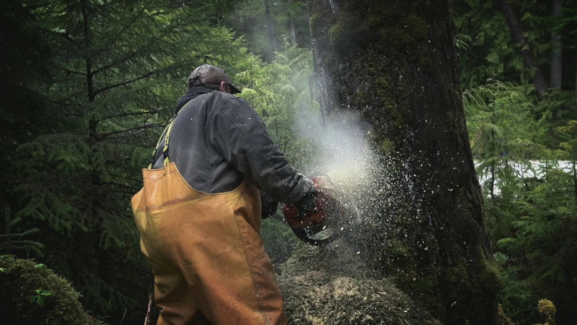 thumbnail - S1:E6 Tree vs. Truck