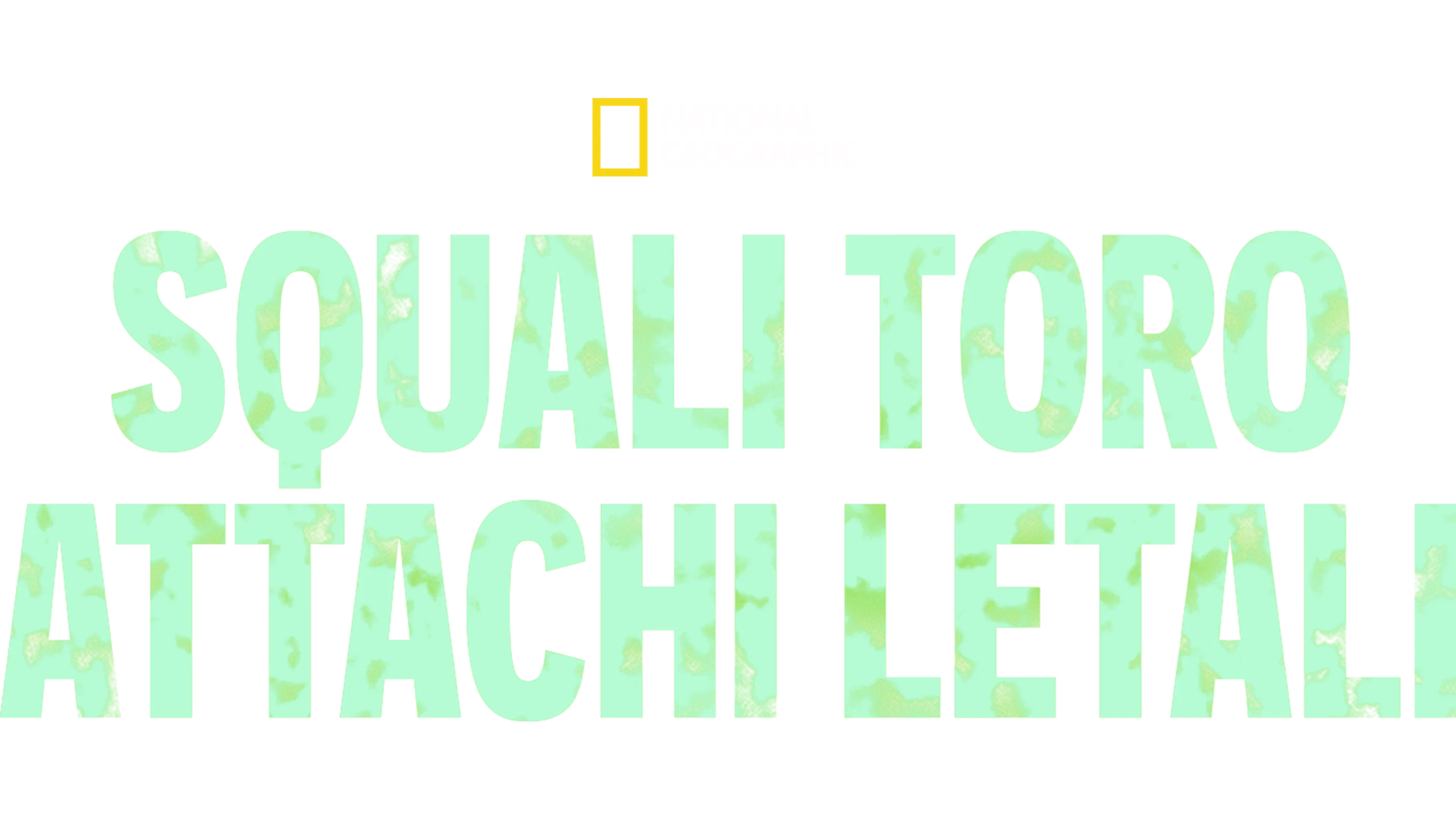 Squali toro: attachi letali