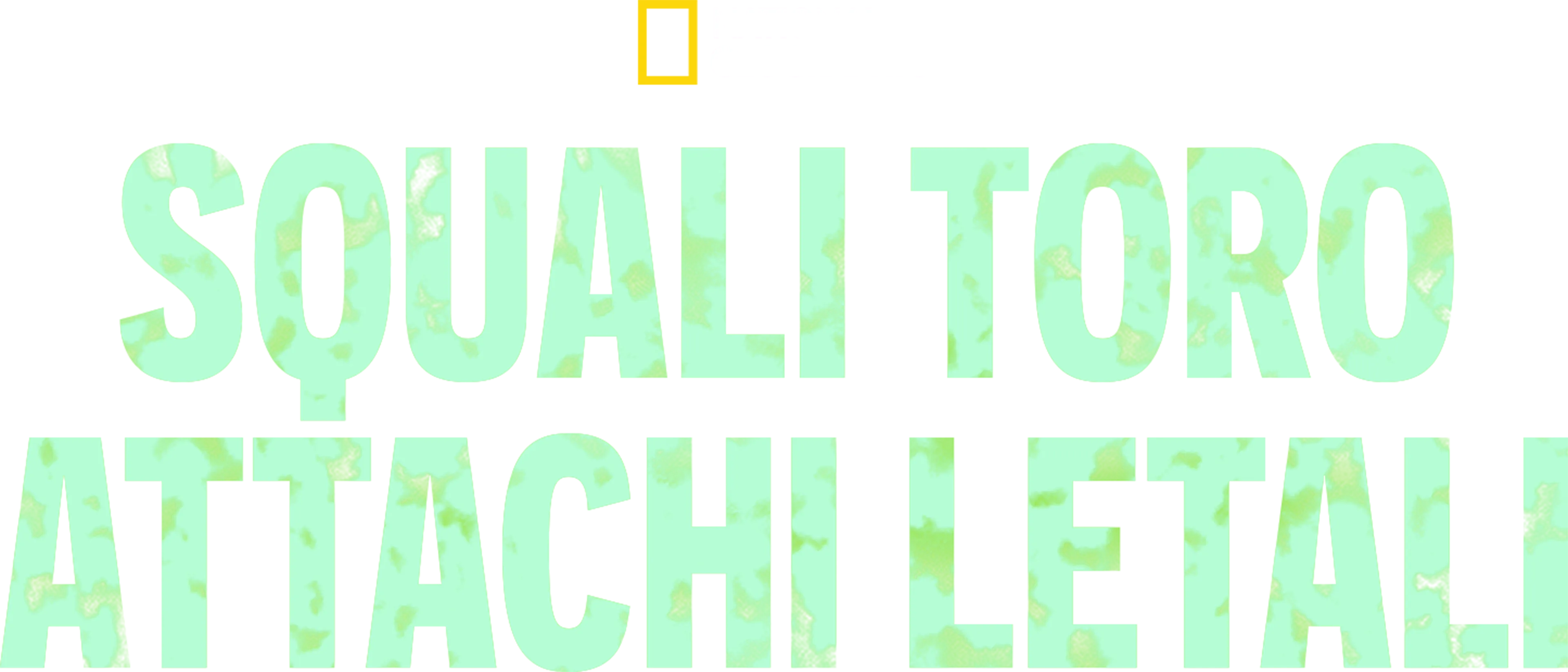 Squali toro: attachi letali