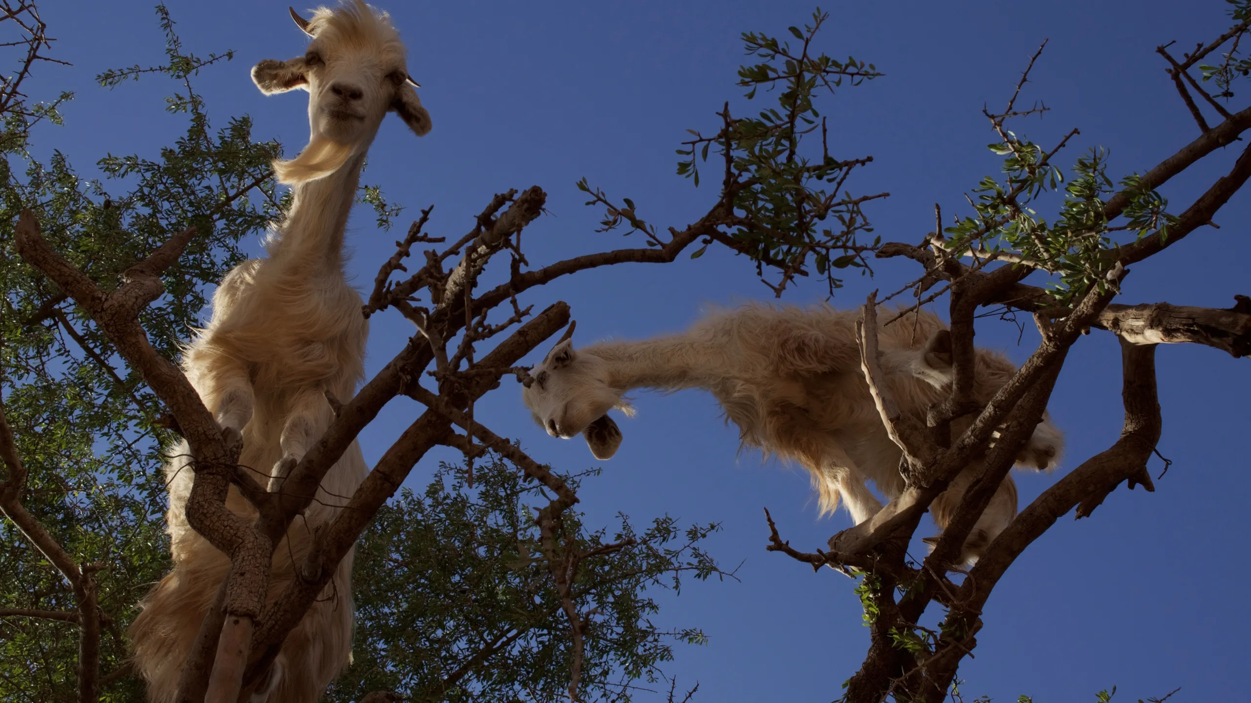 thumbnail - S1:E2 Storm