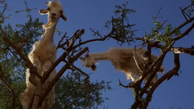 thumbnail - S1:E2 Storm