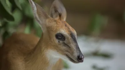 thumbnail - S2:E2 An Island Home