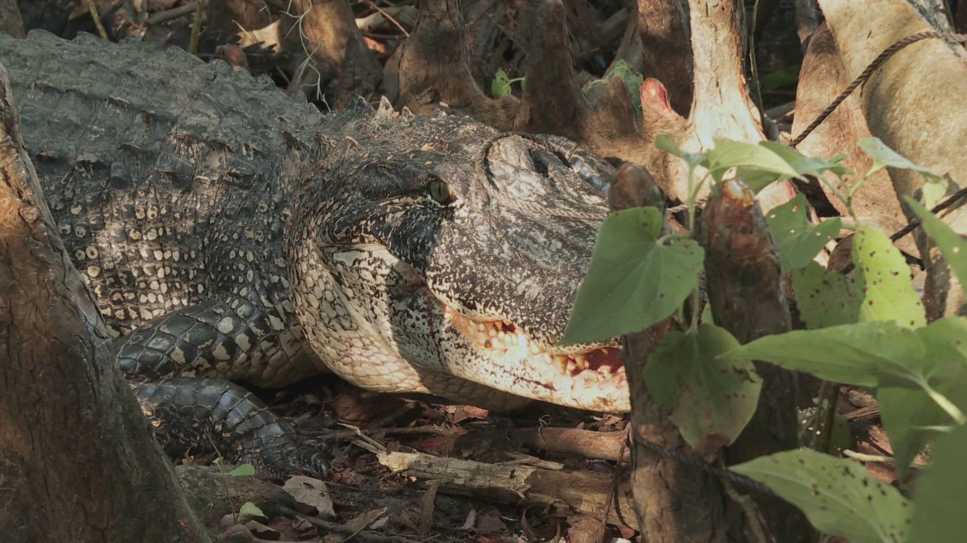 thumbnail - S15:E1 Cruel Summer