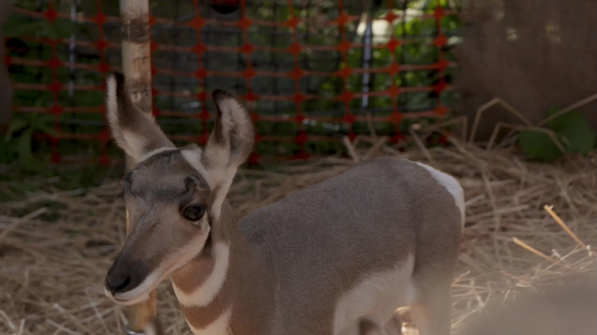thumbnail - S2:E9 A Serval Star Is Born