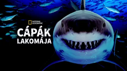 thumbnail - Cápák lakomája