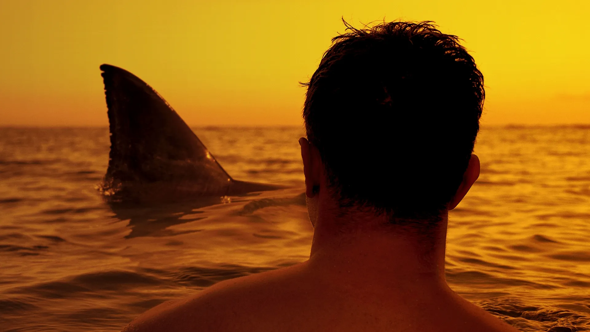 A view from behind of a person in the water looking toward a large shark fin breaking the surface during a golden sunset.