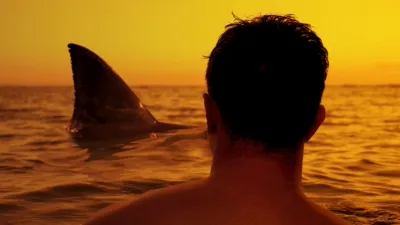 A view from behind of a person in the water looking toward a large shark fin breaking the surface during a golden sunset.