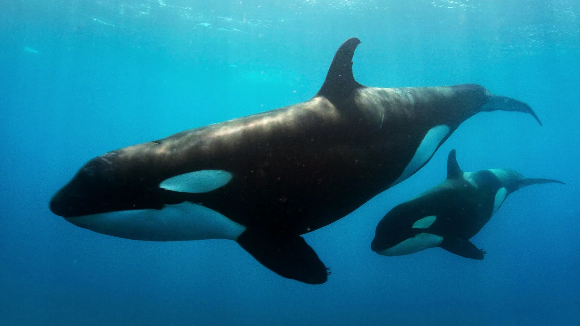 thumbnail - S1:E6 Coastal Queens