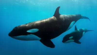 thumbnail - S1:E6 Coastal Queens