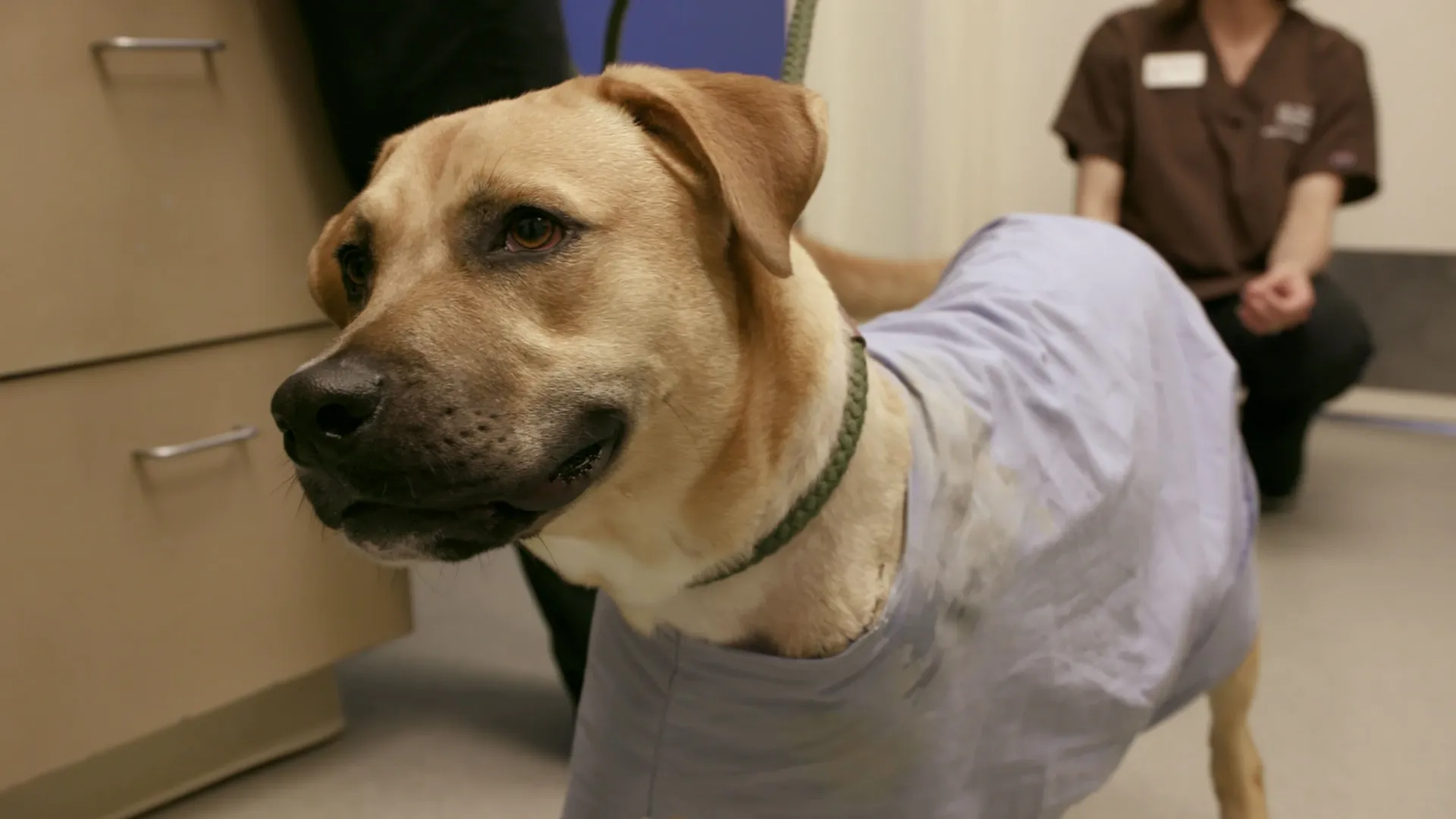 thumbnail - S1:E6 No Dog Left Behind
