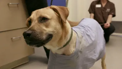 thumbnail - S1:E6 No Dog Left Behind