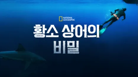 thumbnail - 황소 상어의 비밀