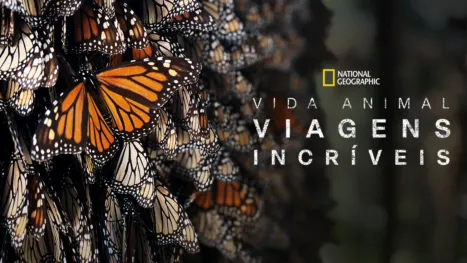 thumbnail - Viagens incríveis de animais