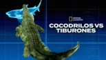 thumbnail - Tiburón vs. cocodrilo