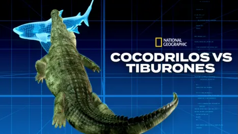 thumbnail - Tiburón vs. cocodrilo