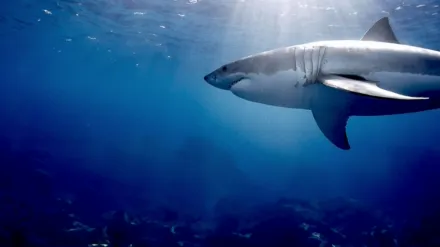 Attack of the Red Sea Sharks