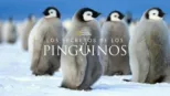 thumbnail - Los secretos de los pingüinos