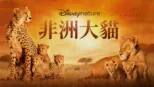 thumbnail - 非洲大貓