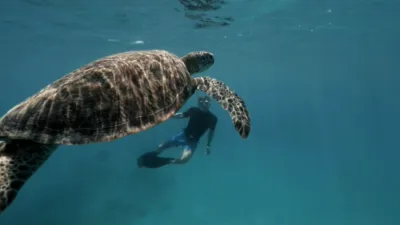 thumbnail - S1:E4 Tracking Green Turtles in the Great Barrier Reef
