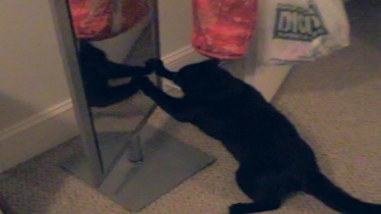 thumbnail - S18:E7 Dog and Pony Show, Angry Animals, and Bowling Mishaps Versus Animals Sitting Funny