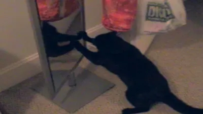 thumbnail - S18:E7 Dog and Pony Show, Angry Animals, and Bowling Mishaps Versus Animals Sitting Funny