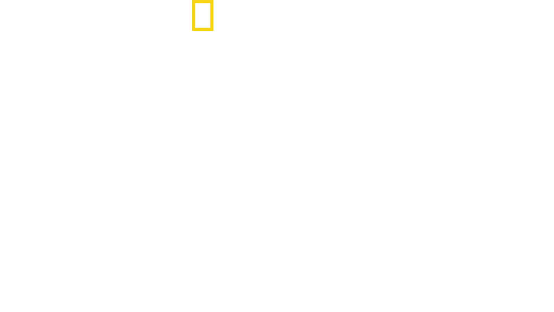 Squali: attacchi seriali