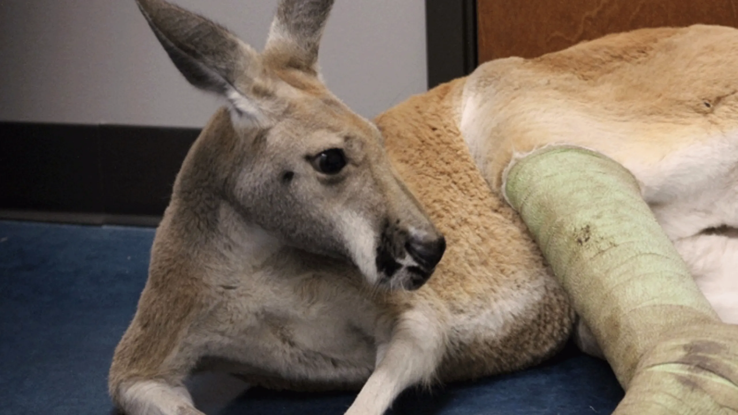 thumbnail - S1:E7 The Roo To Recovery