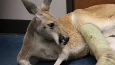 thumbnail - S1:E7 The Roo To Recovery