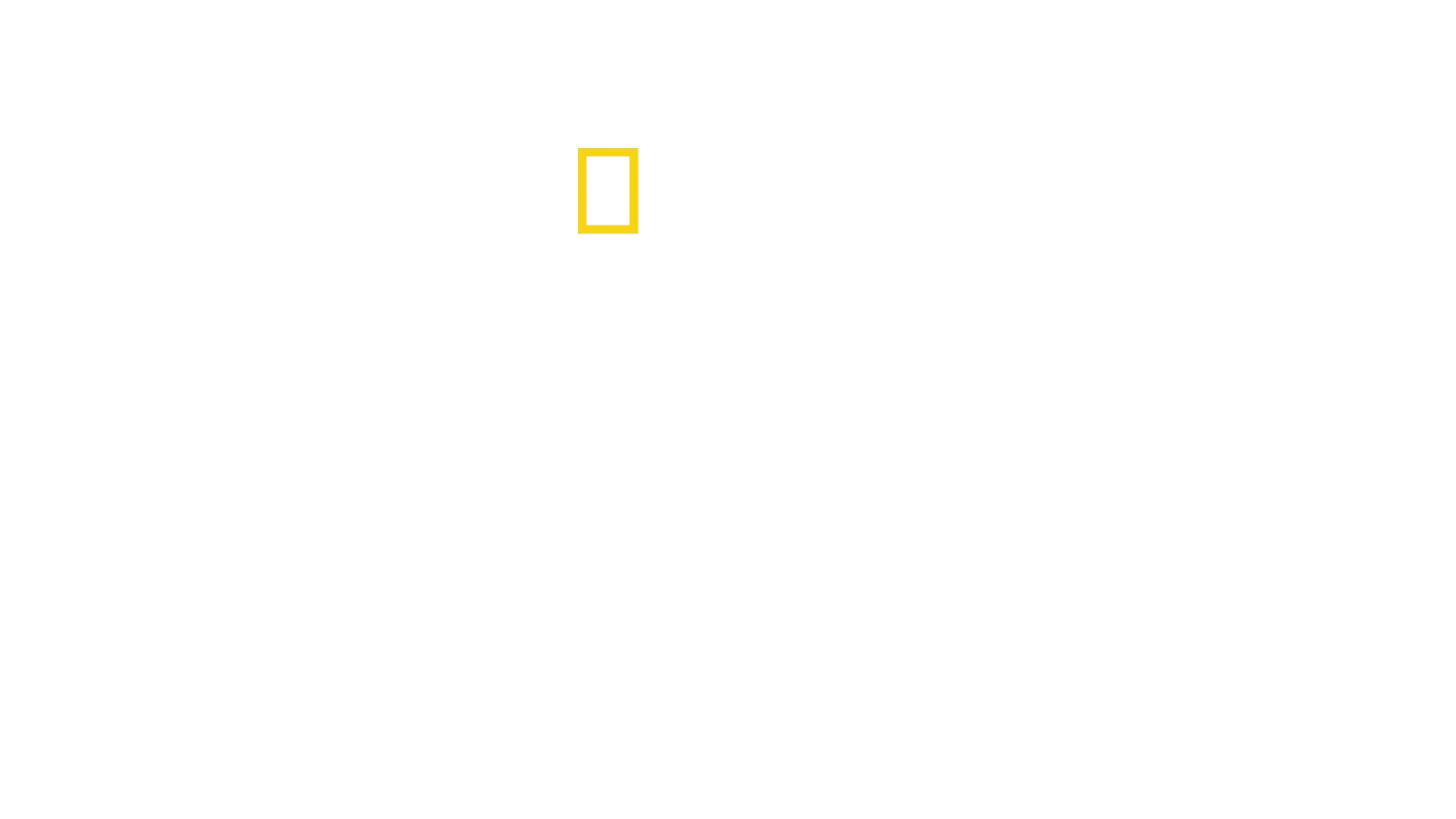 Segredos dos Pinguins