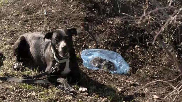 thumbnail - S2:E21 Buried in the Hills