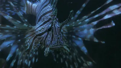 thumbnail - S1:E12 Hungry Hungry Lionfish