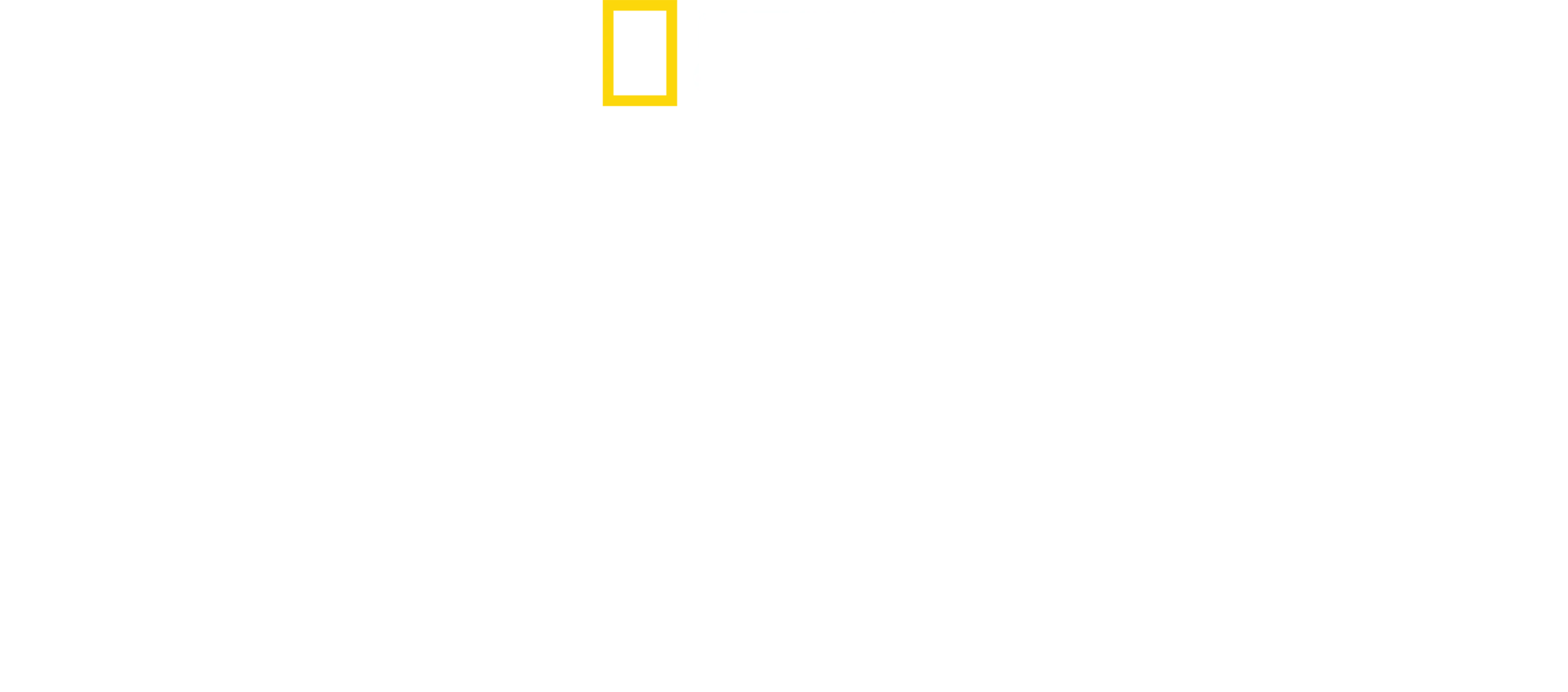 O Grande Tubarão-Martelo