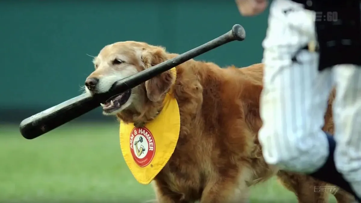 Bat Dogs | Watch on Disney+