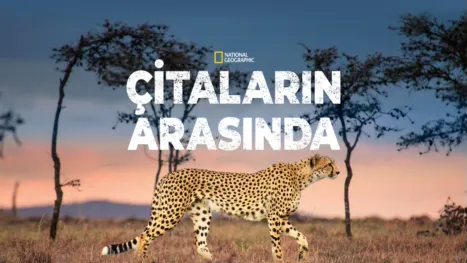 thumbnail - Çitaların Arasında