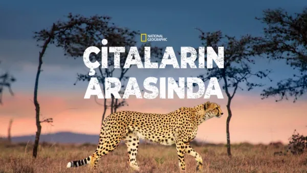 thumbnail - Çitaların Arasında
