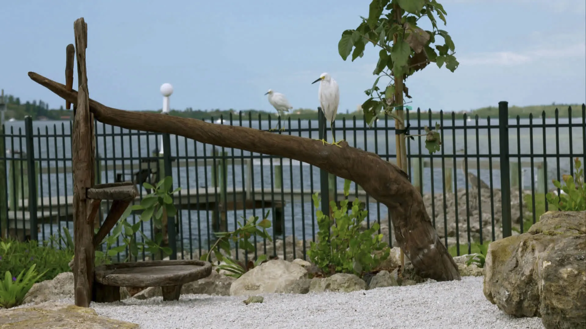 thumbnail - S2:E9 For the Birds
