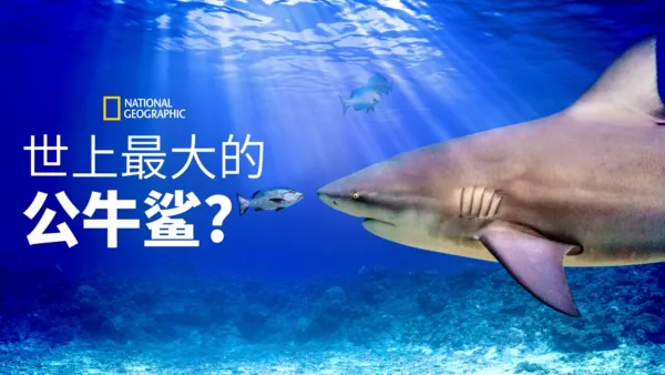 thumbnail - 世界最大的公牛鲨