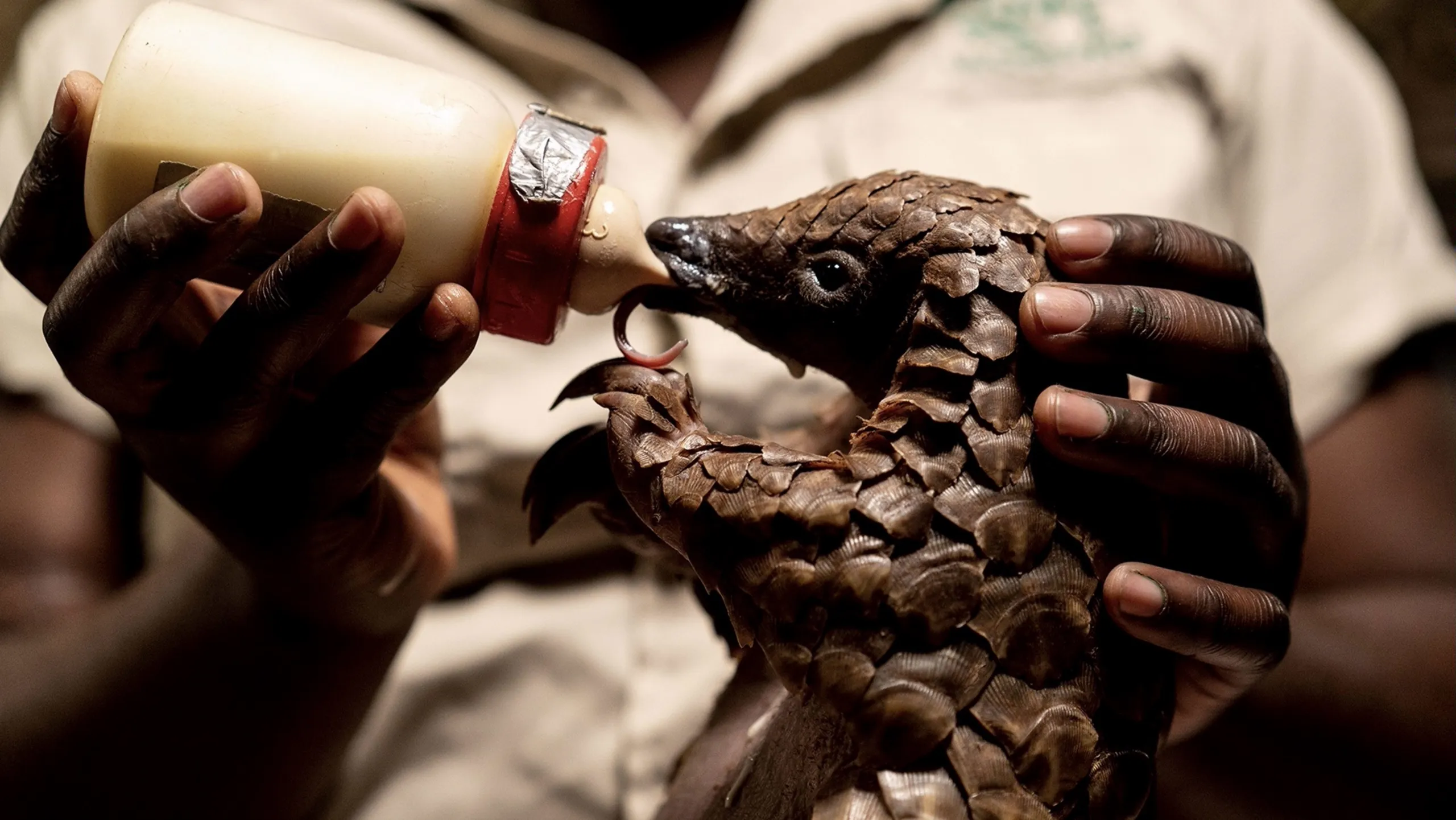 thumbnail - S2:E3 Walking with a Pangolin