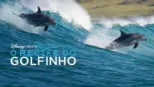 thumbnail - O Recife do Golfinho