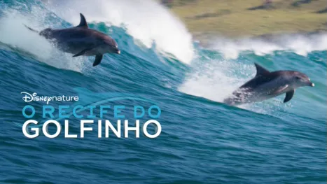 thumbnail - O Recife do Golfinho