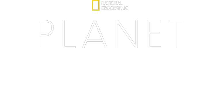 Planet der Vögel