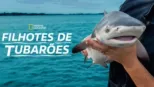 thumbnail - Filhotes de Tubarões