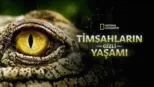 thumbnail - Timsahların Gizli Yaşamı